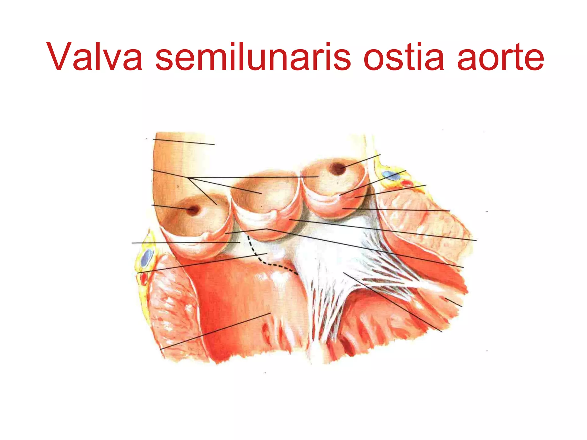 Valva semilunaris ostia aorte
 