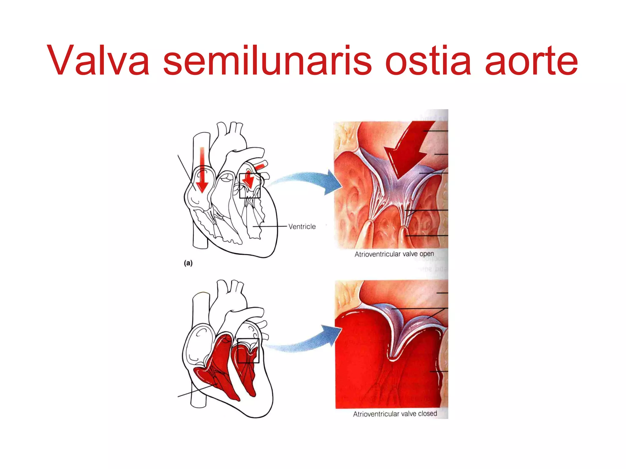 Valva semilunaris ostia aorte
 