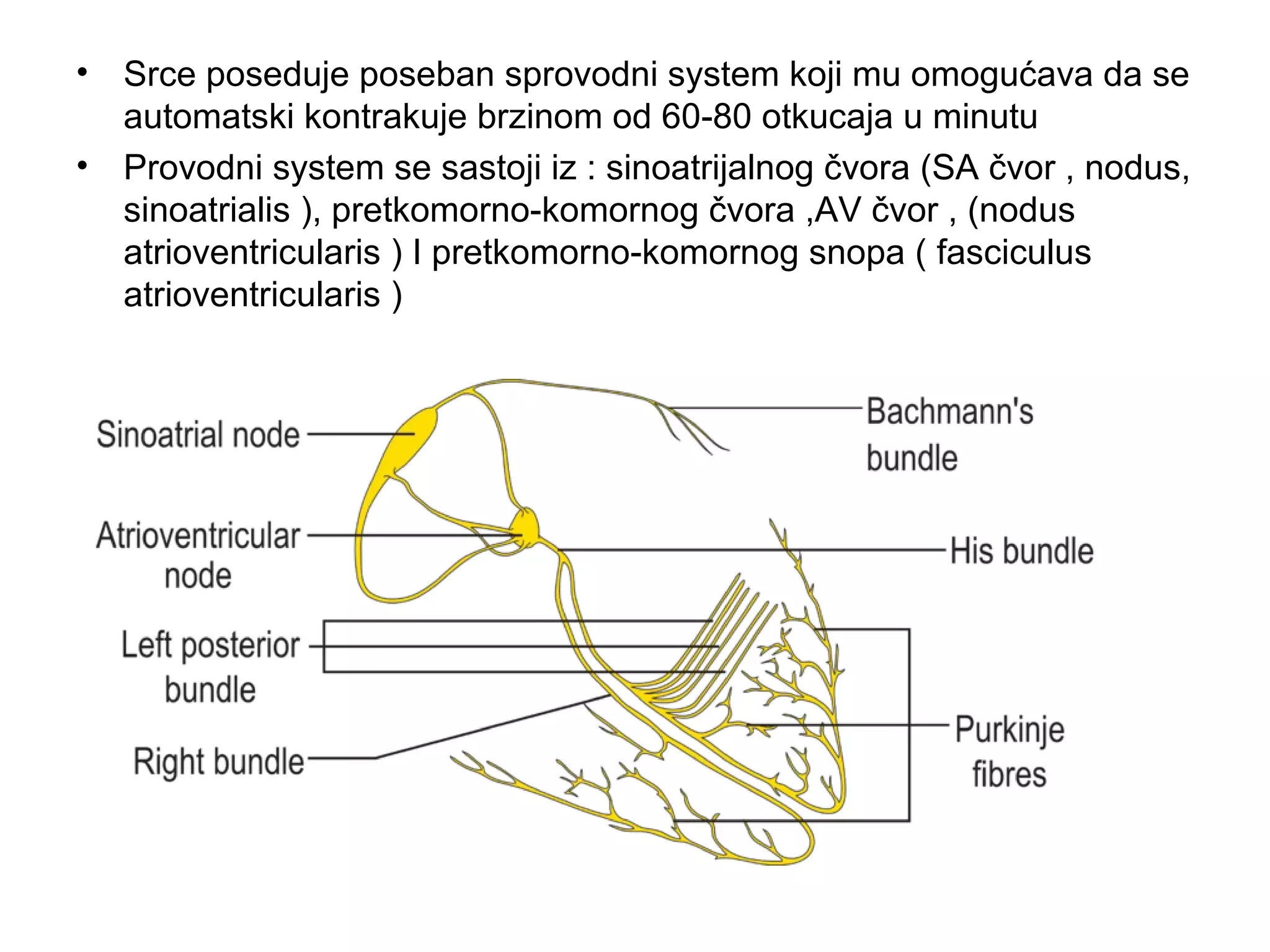 • Srce poseduje poseban sprovodni system koji mu omogućava da se
automatski kontrakuje brzinom od 60-80 otkucaja u minutu
• Provodni system se sastoji iz : sinoatrijalnog čvora (SA čvor , nodus,
sinoatrialis ), pretkomorno-komornog čvora ,AV čvor , (nodus
atrioventricularis ) I pretkomorno-komornog snopa ( fasciculus
atrioventricularis )
 