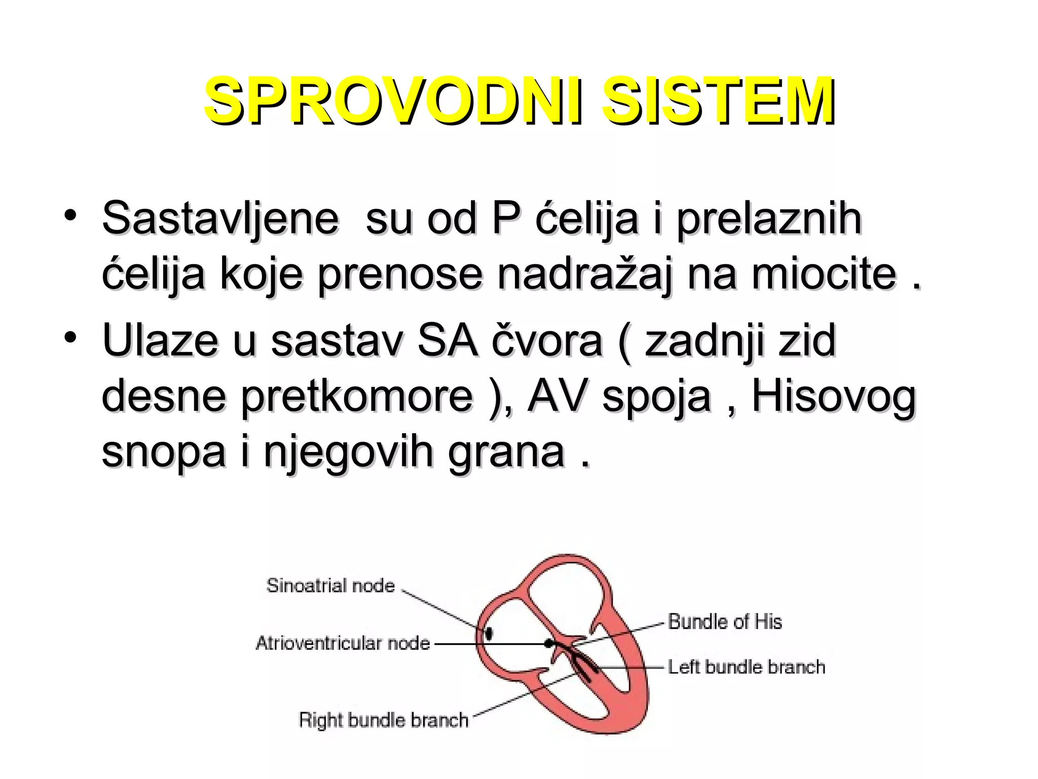 SPROVODNI SISTEMSPROVODNI SISTEM
• Sastavljene su od P ćelija i prelaznihSastavljene su od P ćelija i prelaznih
ćelija koje prenose nadražaj na miocite .ćelija koje prenose nadražaj na miocite .
• Ulaze u sastav SA čvora ( zadnji zidUlaze u sastav SA čvora ( zadnji zid
desne pretkomore ), AV spoja , Hisovogdesne pretkomore ), AV spoja , Hisovog
snopa i njegovih grana .snopa i njegovih grana .
 