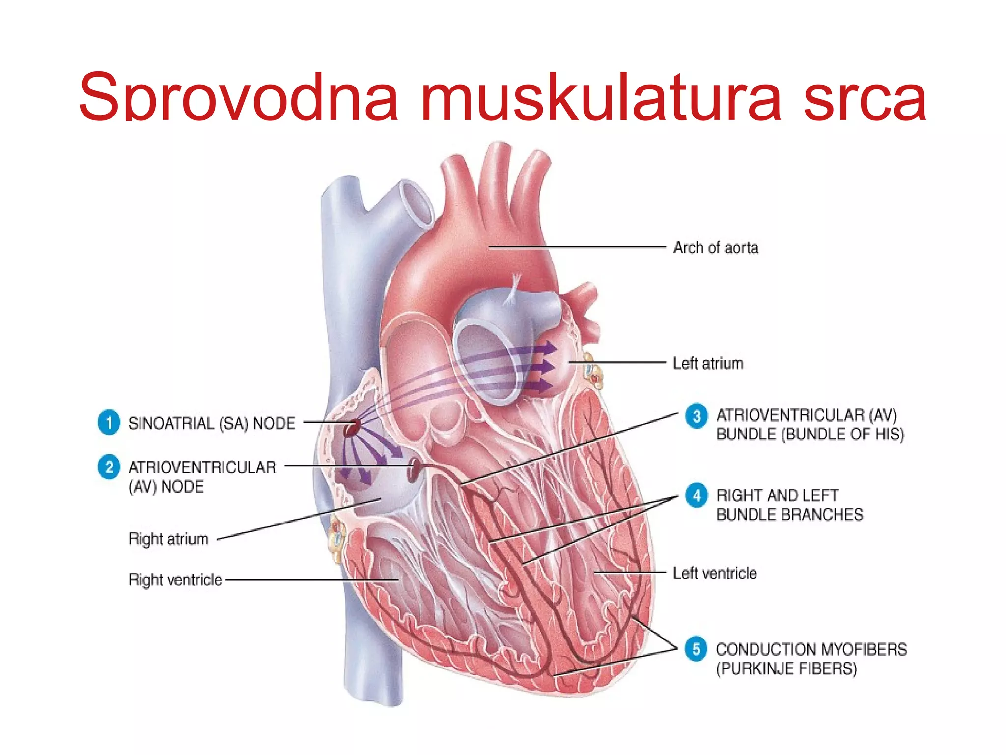 Sprovodna muskulatura srca
 