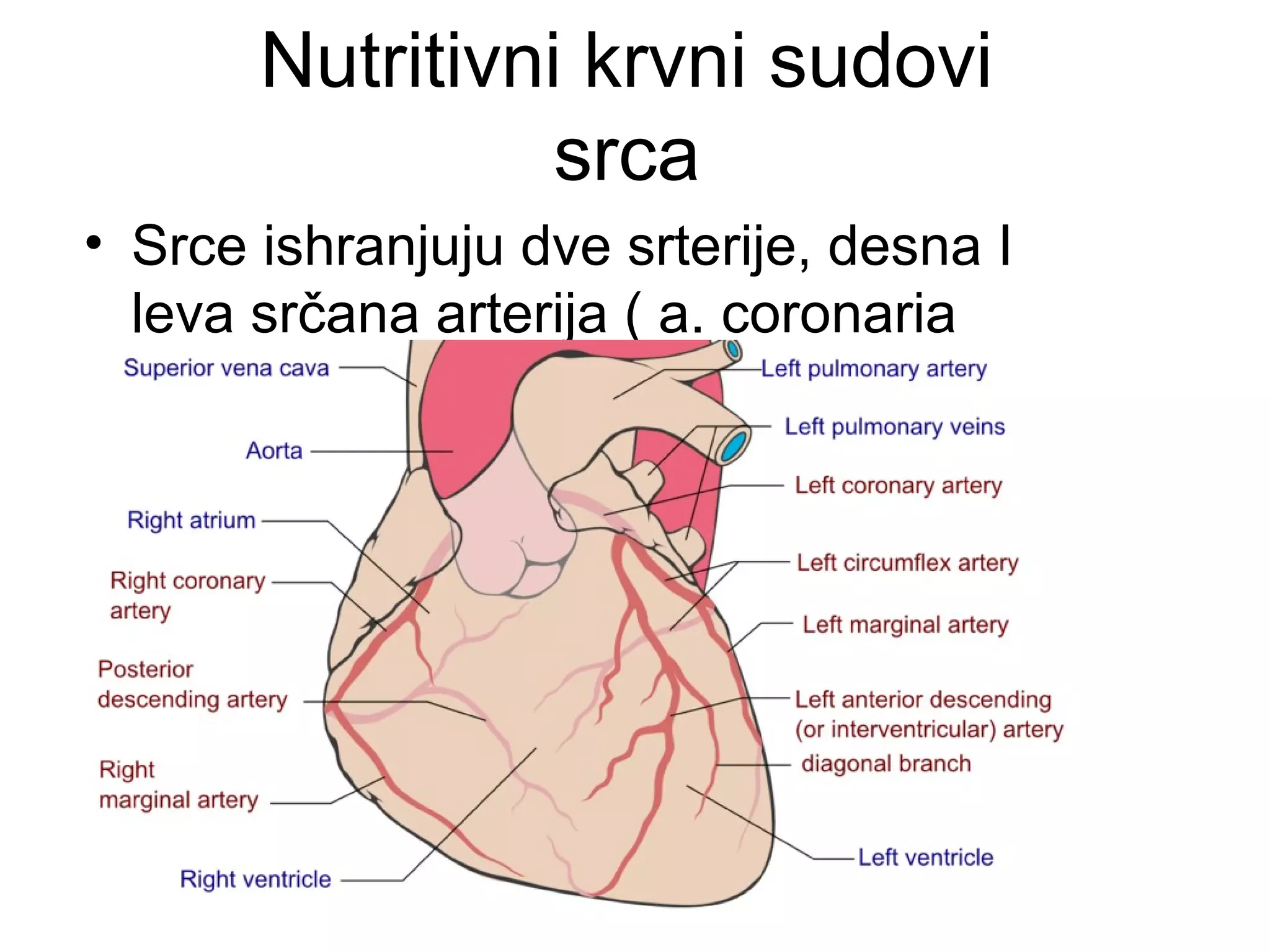 Nutritivni krvni sudovi
srca
• Srce ishranjuju dve srterije, desna I
leva srčana arterija ( a. coronaria
dextra et sinistra ).
 