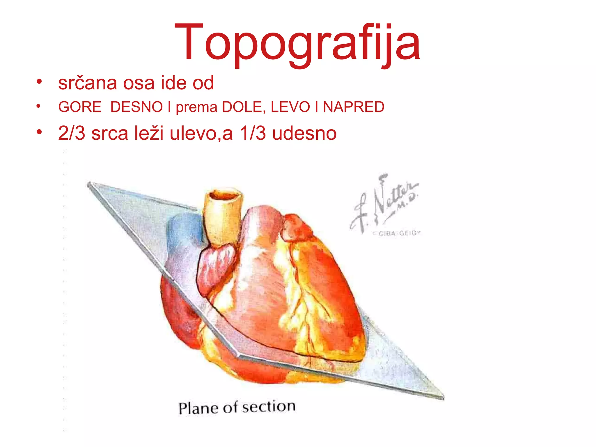 Topografija
• srčana osa ide od
• GORE DESNO I prema DOLE, LEVO I NAPRED
• 2/3 srca leži ulevo,a 1/3 udesno
 
