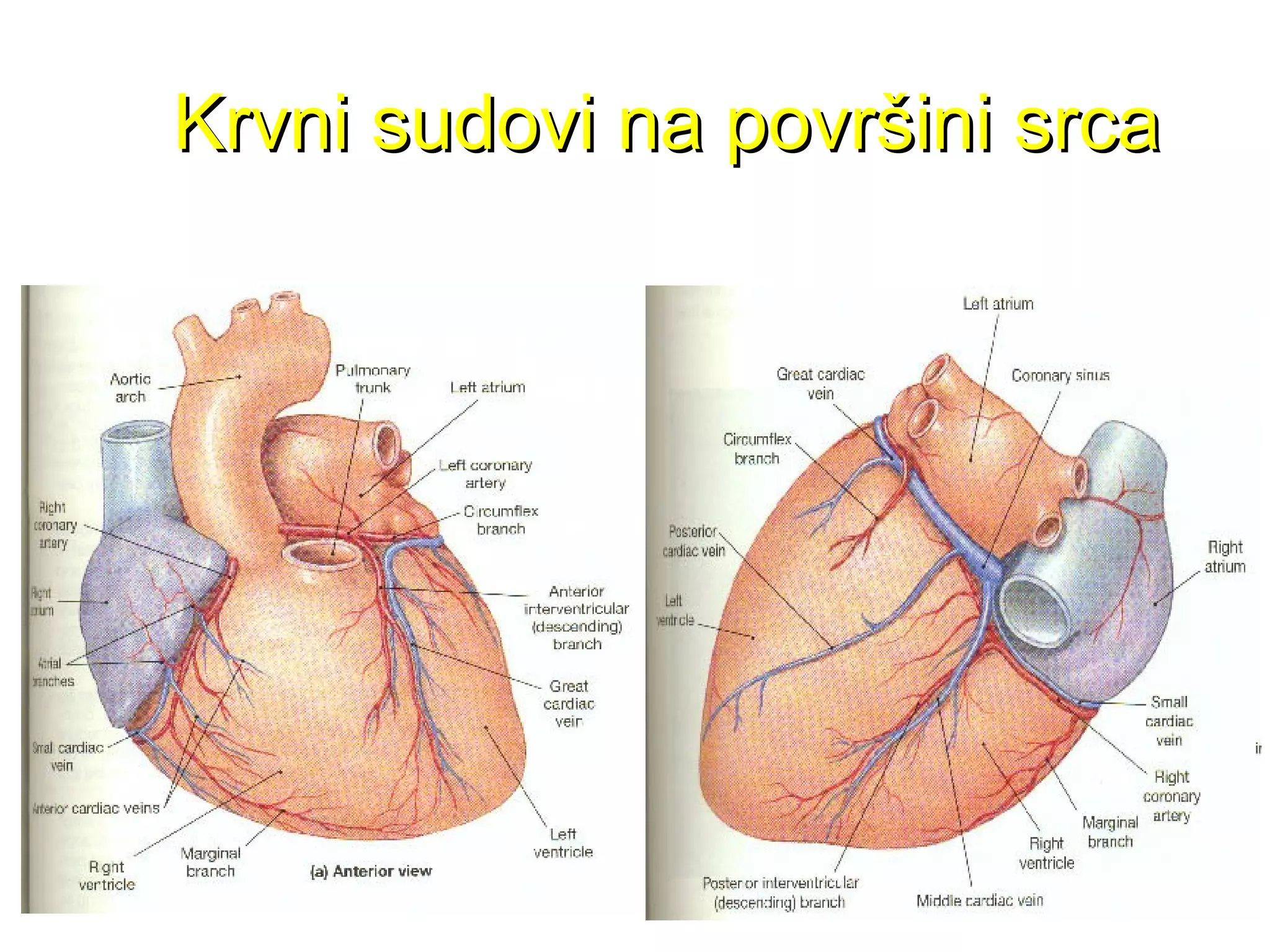 Krvni sudovi na površini srcaKrvni sudovi na površini srca
 
