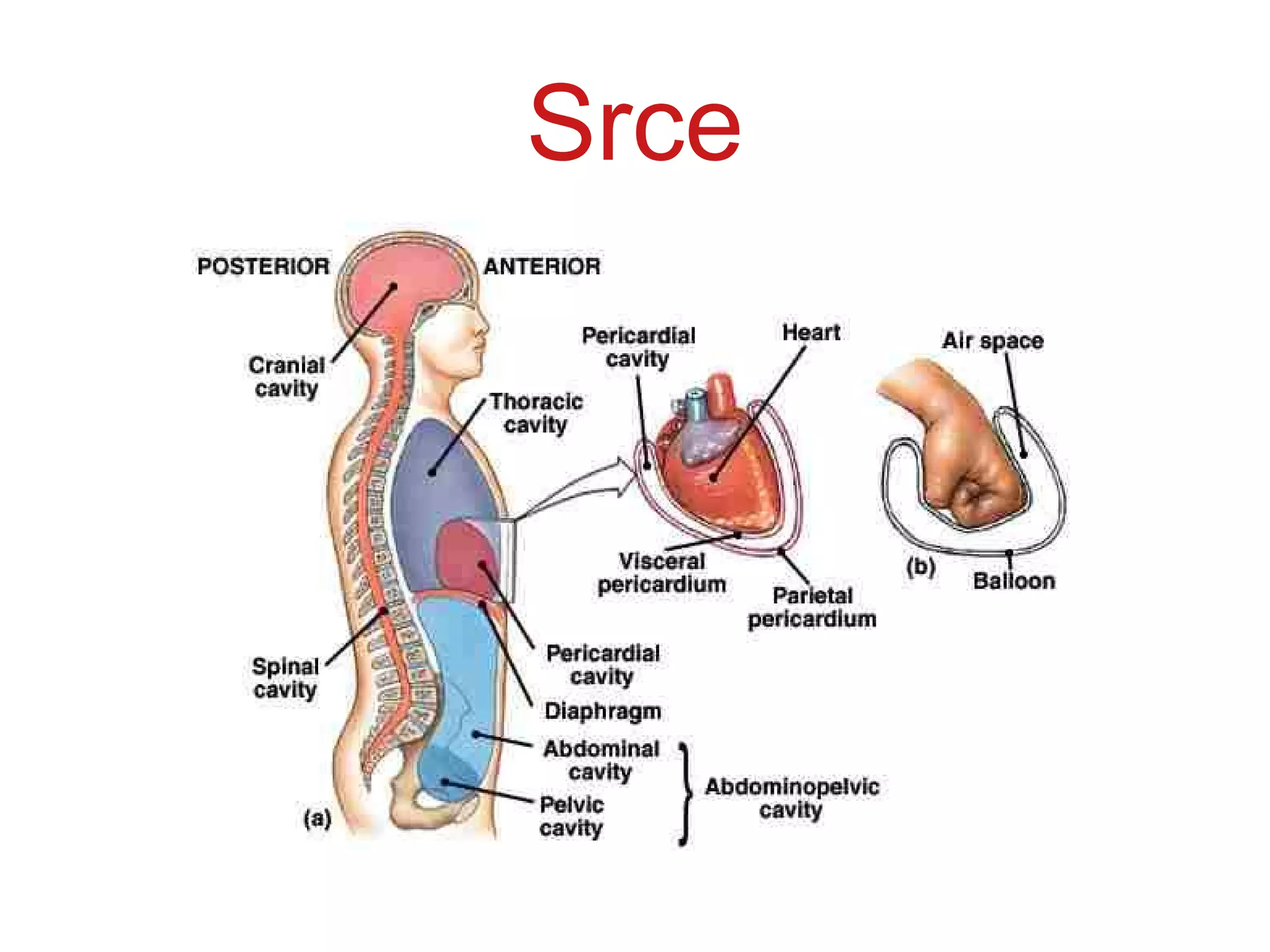 Srce
 