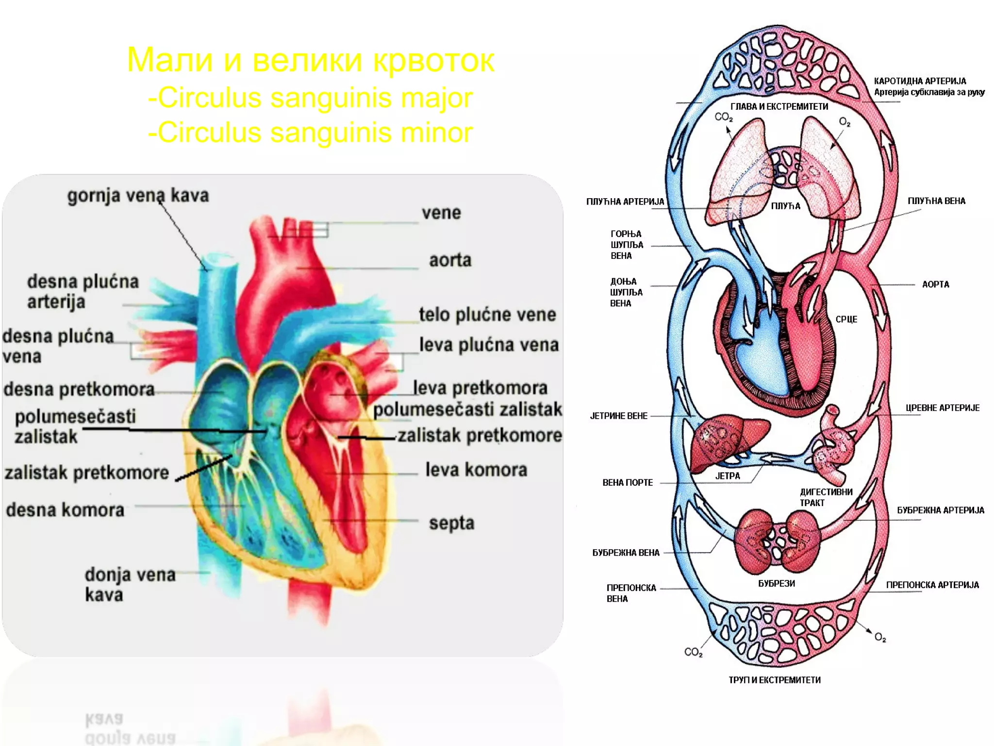 Мали и велики крвоток
-Circulus sanguinis major
-Circulus sanguinis minor
 