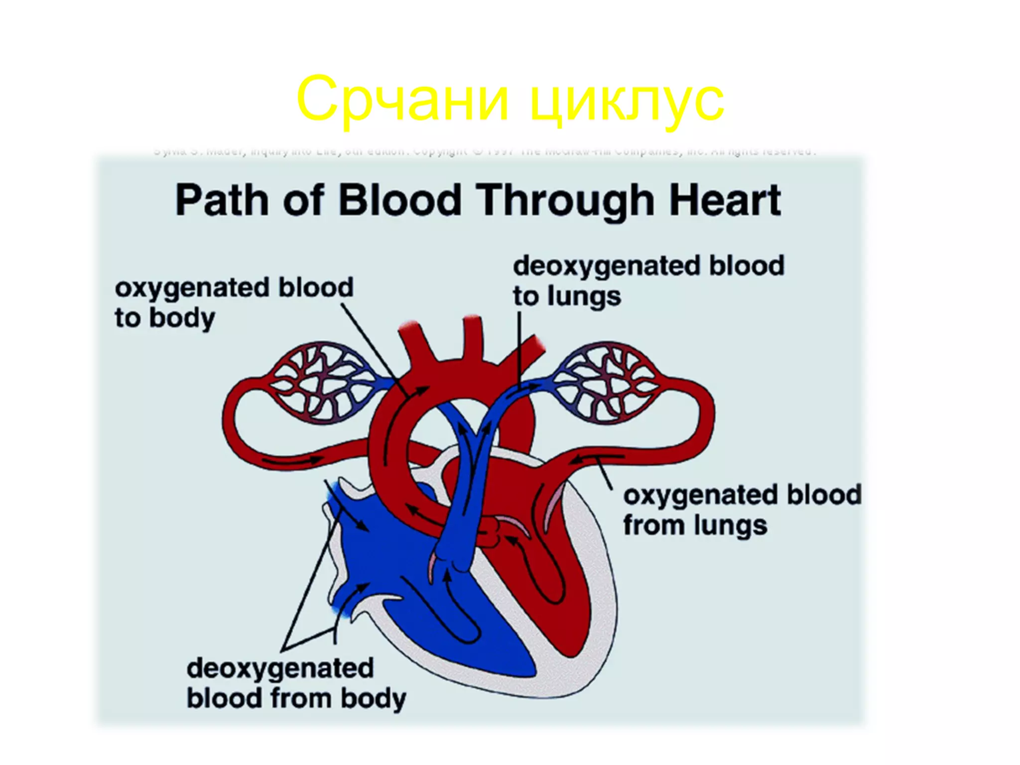 Срчани циклус
 