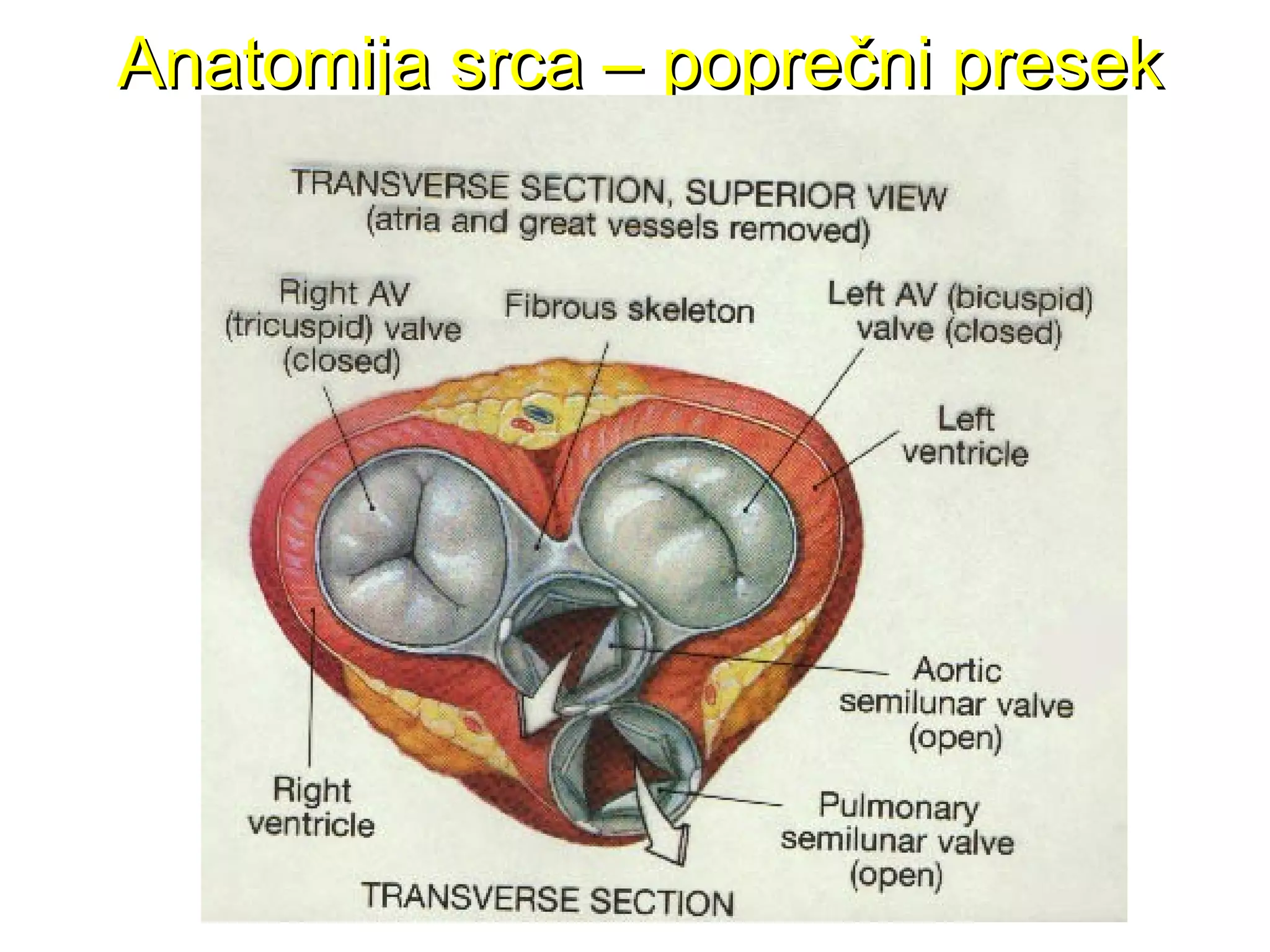 Anatomija srca – poprečni presekAnatomija srca – poprečni presek
 