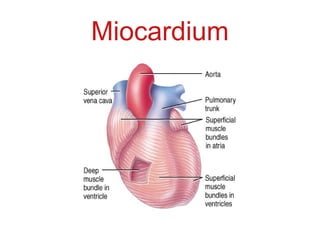 Miocardium
 