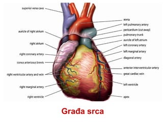 Građa srca
 