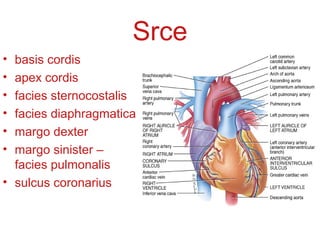 Srce
• basis cordis
• apex cordis
• facies sternocostalis
• facies diaphragmatica
• margo dexter
• margo sinister –
facies pulmonalis
• sulcus coronarius
 
