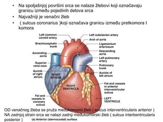 • Na spoljašnjoj površini srca se nalaze žlebovi koji označavaju
granicu između pojedinih delova srca
• Najvažniji je venačni žleb
• ( sulcus coronarius )koji označava granicu između pretkomora I
komora
OD venačnog žleba se pruža međukomorni žleb ( sulcus interventricularis anterior )
NA zadnjoj strain srca se nalazi zadnji međukomorski žleb ( sulcus interbentricularis
posterior )
 