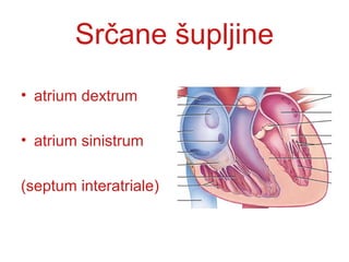 Srčane šupljine
• atrium dextrum
• atrium sinistrum
(septum interatriale)
 