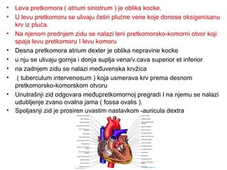• Leva pretkomora ( atrium sinistrum ) je oblika kocke.
• U levu pretkomoru se ulivaju četiri plućne vene koje donose oksigenisanu
krv iz pluća.
• Na njenom prednjem zidu se nalazi leni pretkomorsko-komorni otvor koji
spaja levu pretkomoru I levu komoru
• Desna pretkomora atrium dexter je oblika nepravine kocke
• u nju se ulivaju gornja i donja suplja vena/v.cava superior et inferior
• na zadnjem zidu se nalazi međuvenska krvžica
• ( tuberculum intervenosum ) koja usmerava krv prema desnom
pretkomorsko-komorskom otvoru
• Unutrašnji zid odgovara međupretkomornoj pregradi I na njemu se nalazi
udubljenje zvano ovalna jama ( fossa ovalis ).
• Spoljasnji zid je prosiren uvastim nastavkom -auricula dextra
 