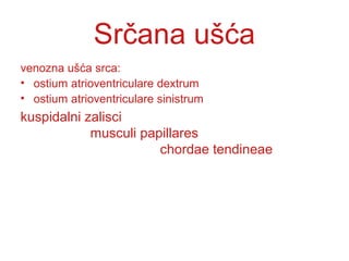Srčana ušća
venozna ušća srca:
• ostium atrioventriculare dextrum
• ostium atrioventriculare sinistrum
kuspidalni zalisci
musculi papillares
chordae tendineae
 