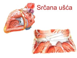 Srčana ušća
 
