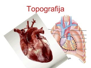 Topografija
 