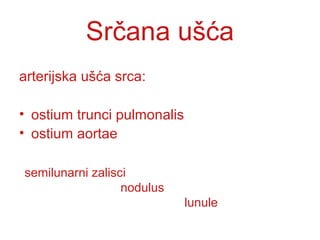 Srčana ušća
arterijska ušća srca:
• ostium trunci pulmonalis
• ostium aortae
semilunarni zalisci
nodulus
lunule
 