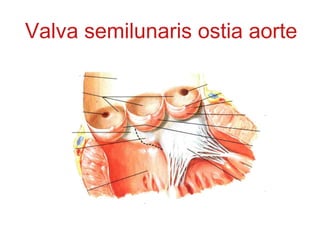 Valva semilunaris ostia aorte
 