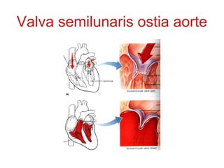 Valva semilunaris ostia aorte
 