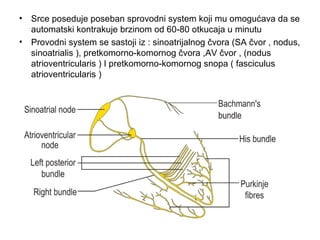 • Srce poseduje poseban sprovodni system koji mu omogućava da se
automatski kontrakuje brzinom od 60-80 otkucaja u minutu
• Provodni system se sastoji iz : sinoatrijalnog čvora (SA čvor , nodus,
sinoatrialis ), pretkomorno-komornog čvora ,AV čvor , (nodus
atrioventricularis ) I pretkomorno-komornog snopa ( fasciculus
atrioventricularis )
 