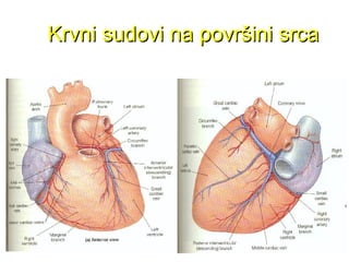 Krvni sudovi na površini srcaKrvni sudovi na površini srca
 