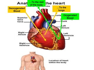 Deoxygenated
Blood
…To the
lungs
Oxygenated
Blood
…To the rest
of the body
 
