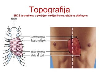 TopografijaSRCE je smešteno u prednjem medijastinumu,naleže na dijafragmu.SRCE je smešteno u prednjem medijastinumu,naleže na dijafragmu.
 