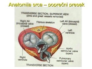 Anatomija srca – poprečni presekAnatomija srca – poprečni presek
 