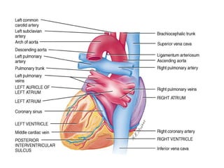 Anatomija srca