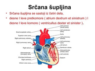 Srčana šupljina
• Srčana šupljina se sastoji iz četiri dela,
• desne I leve pretkomore ( atrium dextrum et sinistrum ) I
desne I leve komore ( ventricullus dexter et sinister ).
 
