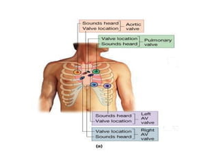Anatomija srca