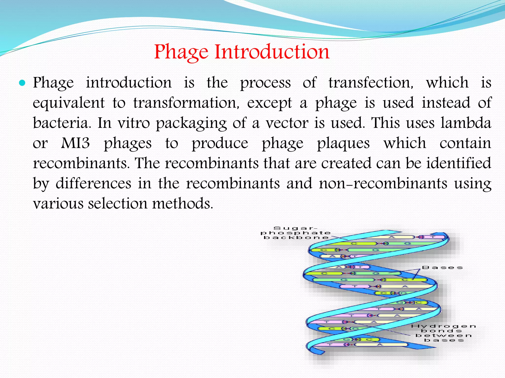 Phage Introduction
 Phage introduction is the process of transfection, which is
equivalent to transformation, except a phage is used instead of
bacteria. In vitro packaging of a vector is used. This uses lambda
or MI3 phages to produce phage plaques which contain
recombinants. The recombinants that are created can be identified
by differences in the recombinants and non-recombinants using
various selection methods.
 