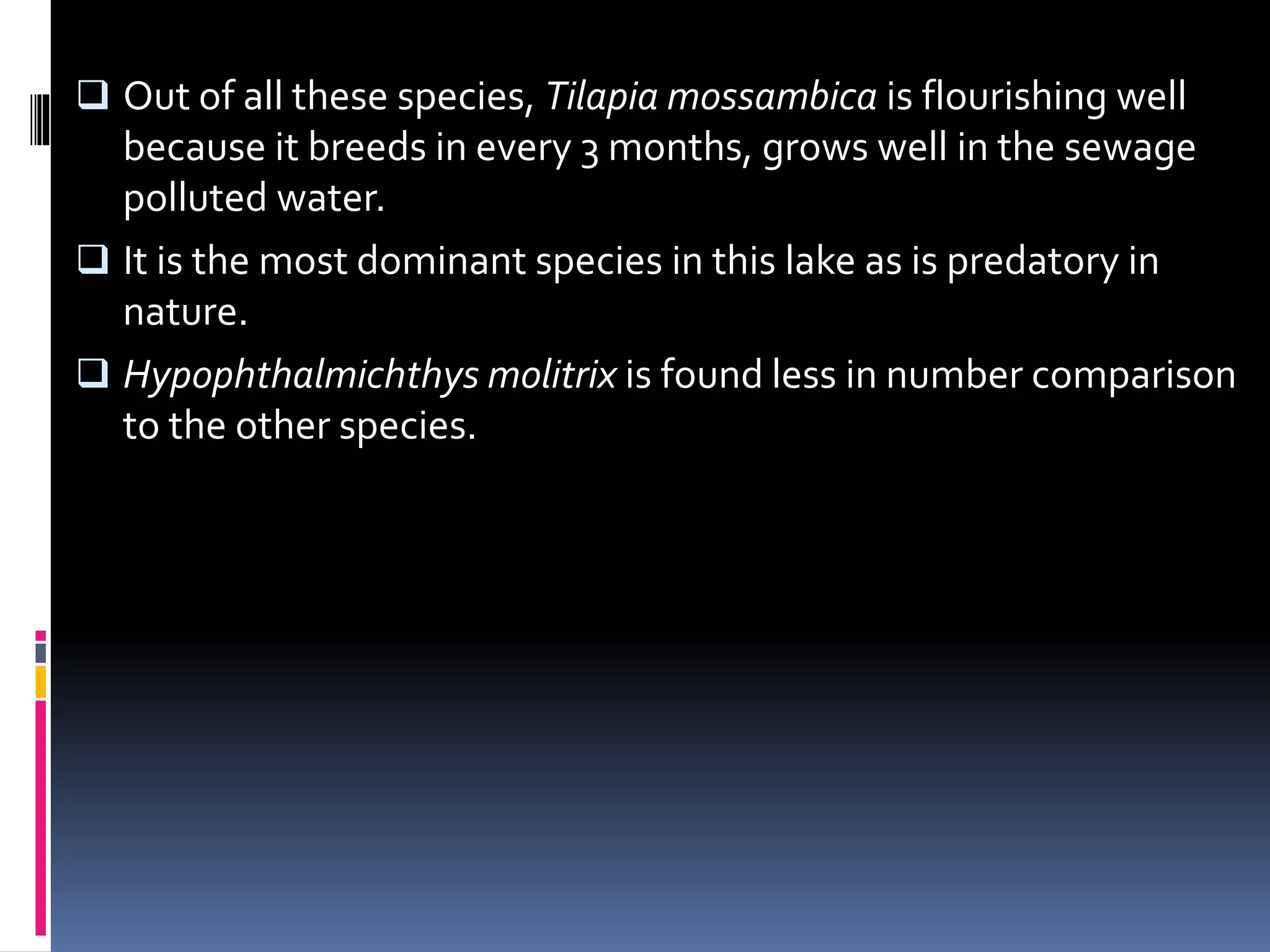 Out of all these species, Tilapia mossambica is flourishing well
because it breeds in every 3 months, grows well in the sewage
polluted water.
It is the most dominant species in this lake as is predatory in
nature.
Hypophthalmichthys molitrix is found less in number comparison
to the other species.