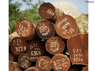 TIMBERS
 