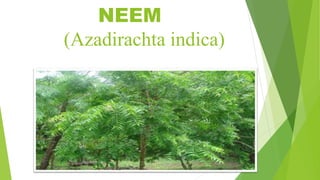 NEEM
(Azadirachta indica)
 
