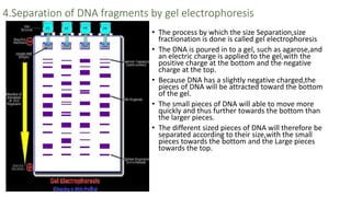 Dna Separation nucleic acid sequencing methods(DNA finger printing,nucleic acid ...