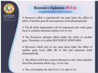  Recessive allele a (epistatic)of one gene hides the effect of
allele of another gene B and expresses itself phenotypically.
 The B allele (hypostatic) will be expressed only when gene
locus A contains dominant alleles (AA or Aa).
 The Recessive epistatic allele masks the effect of another
gene. Therefore, it is called RECESSIVE EPISTASIS.
 Recessive allele (aa) of one gene locus hides the effect of
another gene locus (BB, Bb or bb) and expresses itself
phenotypically.
 The alleles of B locus express themselves only when epistatic
locus has dominant alleles (eg., AA or Aa).
 This will modify the ratio 9:3:3:1 to ratio 9:3:4
Recessive Epistasis (9:3:4)
(Supplementary Interaction)
 