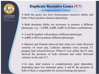  Both the genes loci have homozygous recessive alleles and
both of them produce identical phenotype.
 Both dominant alleles are necessary to produce a different
phenotype. e.g. : AABB, AaBB, AaBb in all these combinations.
 A and B together will produce a different phenotype.
 aaBB or bbAA produces different phenotype.
 Bateson and Punnett observed that when two white flowered
varieties of sweet pea, Lathyrus odoratus were crossed, F1
progeny had coloured flowers. When F1 was selfed, the F2 ratio
showed the presence of both coloured and white flowered
varieties in the ratio 9:7.
 In man, deaf mutism is complementary gene dependent,
depending upon two dominant genes A and B, the presence of
both of them is responsible for normal hearing and speech.
Duplicate Recessive Genes (9:7)
(Complementary Genes)
 