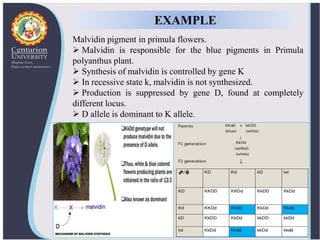 Malvidin pigment in primula flowers.
 Malvidin is responsible for the blue pigments in Primula
polyanthus plant.
 Synthesis of malvidin is controlled by gene K
 In recessive state k, malvidin is not synthesized.
 Production is suppressed by gene D, found at completely
different locus.
 D allele is dominant to K allele.
EXAMPLE
 