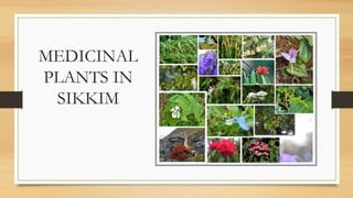 MEDICINAL
PLANTS IN
SIKKIM
 