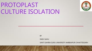 PROTOPLAST
CULTURE ISOLATION
BY
SNEH SAHU
SANT GAHIRA GURU UNIVERSITY AMBIKAPUR CHHATTISGARH
 
