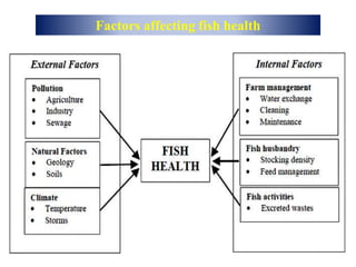 Factors affecting fish health
 