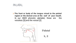PALATAL
 The front or body of the tongue raised to the palatal
region or the domed area at the roof of your mouth.
In our ASCII phonetic alphabet, these are the
voiceless [S] and the voiced [Z]
 