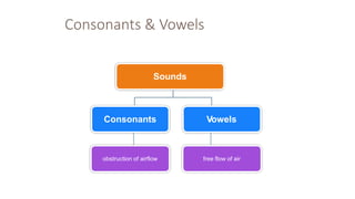 Consonants & Vowels
Sounds
Consonants Vowels
obstruction of airflow free flow of air
 