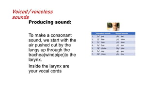 Voiced / voiceless
sounds
Producing sound:
To make a consonant
sound, we start with the
air pushed out by the
lungs up through the
trachea(windpipe)to the
larynx.
Inside the larynx are
your vocal cords
 