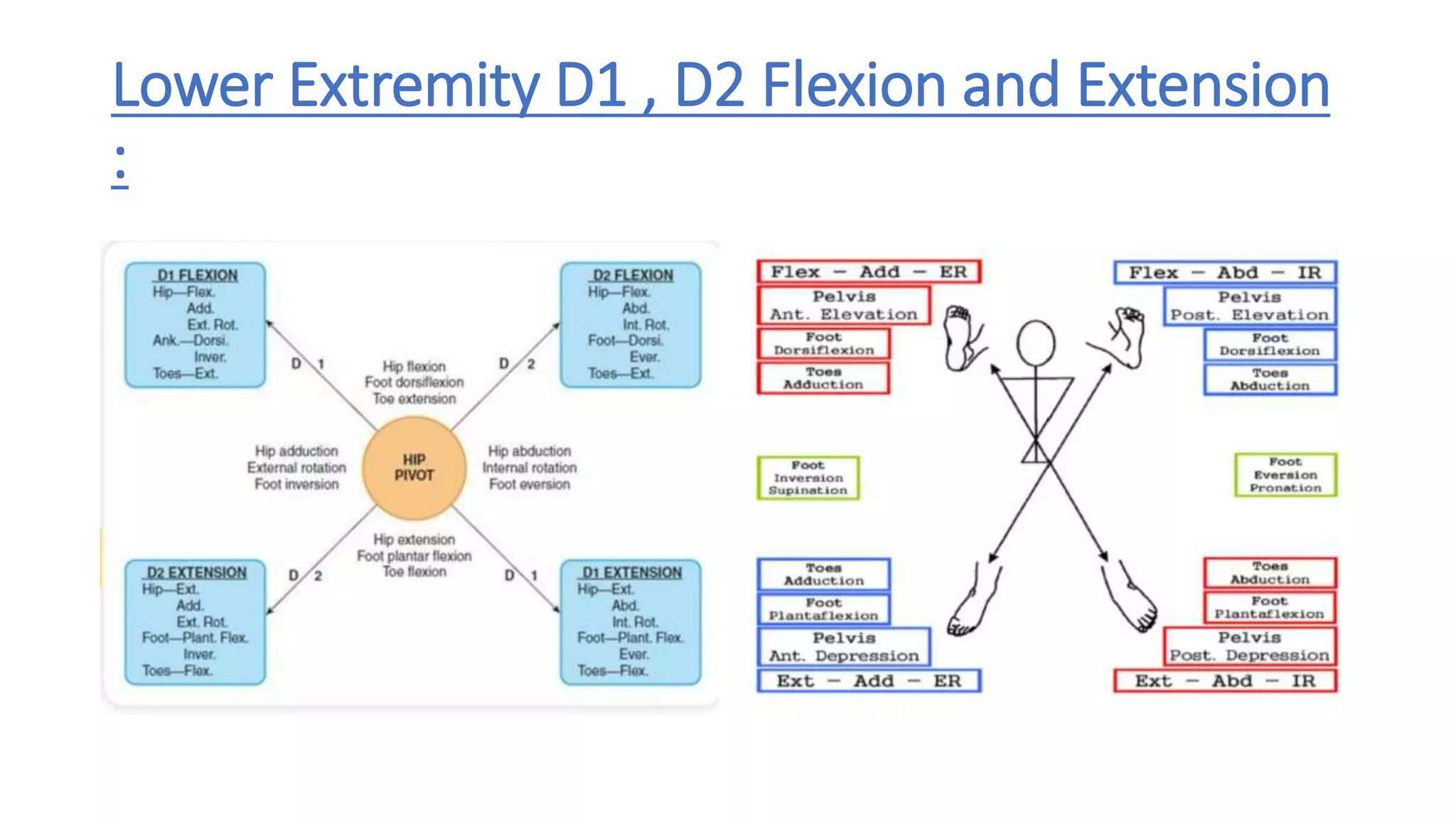 Lower Extremity D1 , D2 Flexion and Extension
:
 