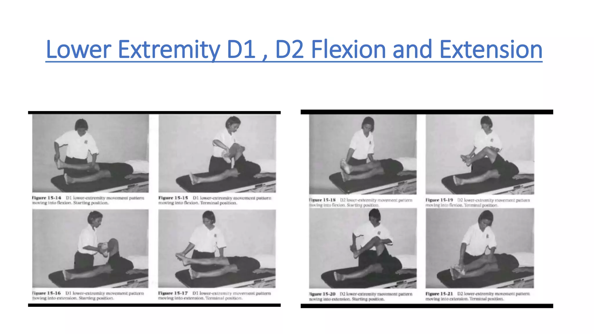 Lower Extremity D1 , D2 Flexion and Extension
 