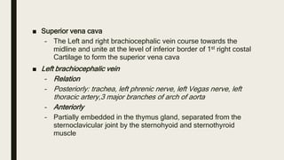 ■ Tributaries of left brachiocephalic vein
– Vertebral
– Internal thoracic
– Inferior thyroid
– First posterior intercosta...
