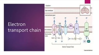 Electron
transport chain
 